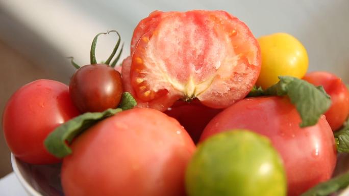大棚西红柿蔬菜实拍