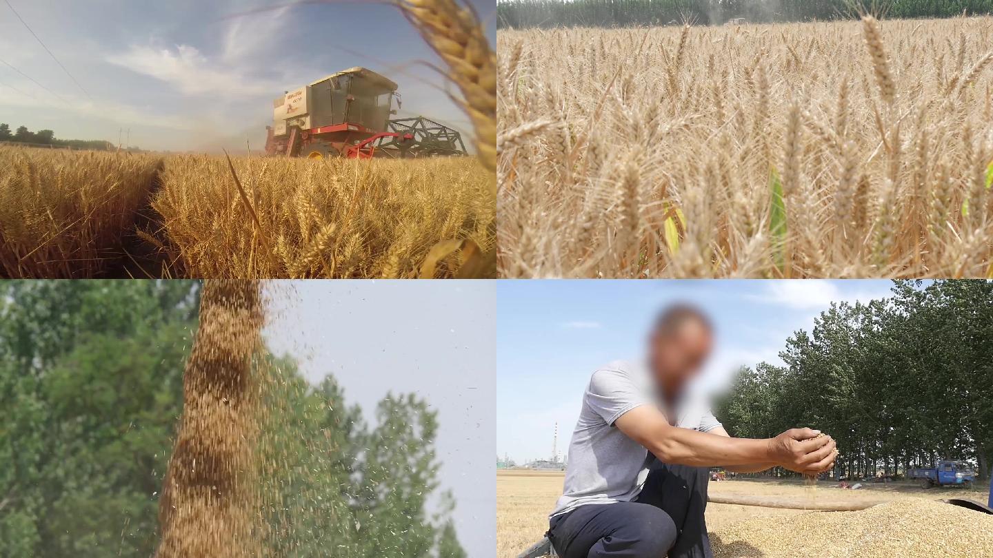 小麦丰收农民喜悦
