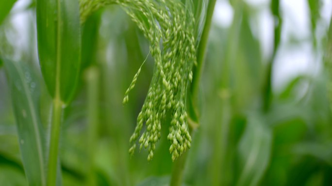 黍子乳熟期蜡熟期水稻穗