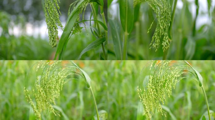 黍子乳熟期蜡熟期水稻穗