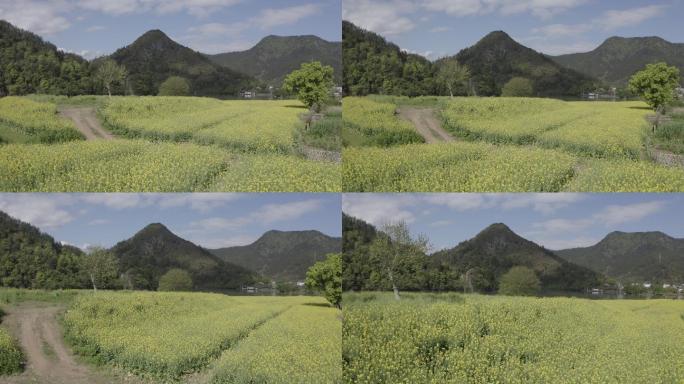 飞跃油菜花田