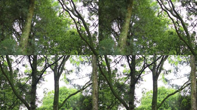 孔塘村鸟和树叶12秒