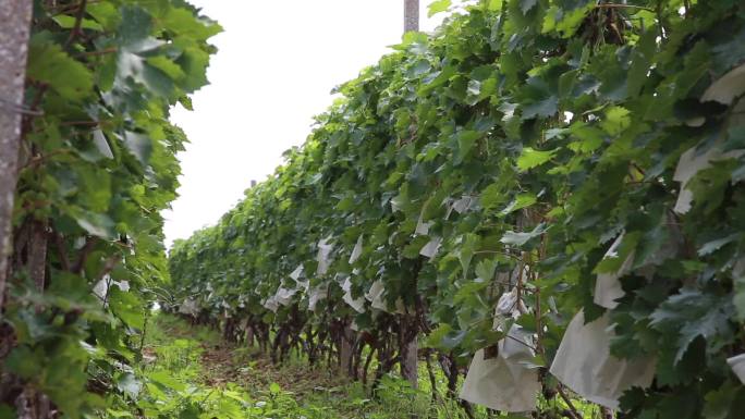 葡萄种植实拍视频素材