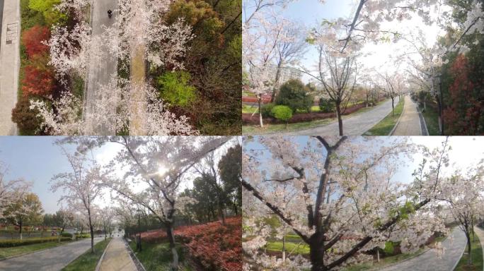 阿里巴巴北门外的樱花游步道