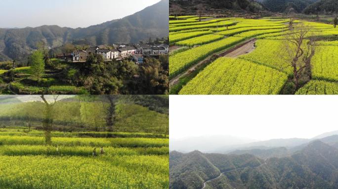 油菜花日出山顶上的小山村