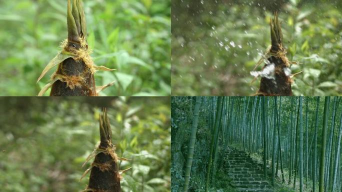 新鲜春笋笋竹林宜兴竹笋