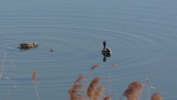 湿地水塘野鸭