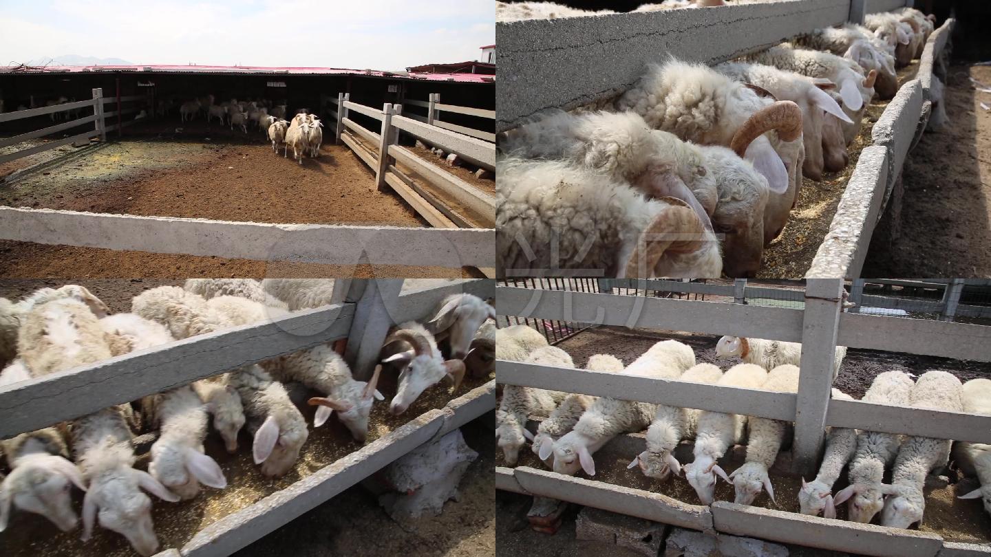 羊养殖业_1920X1080_高清视频素材下载(