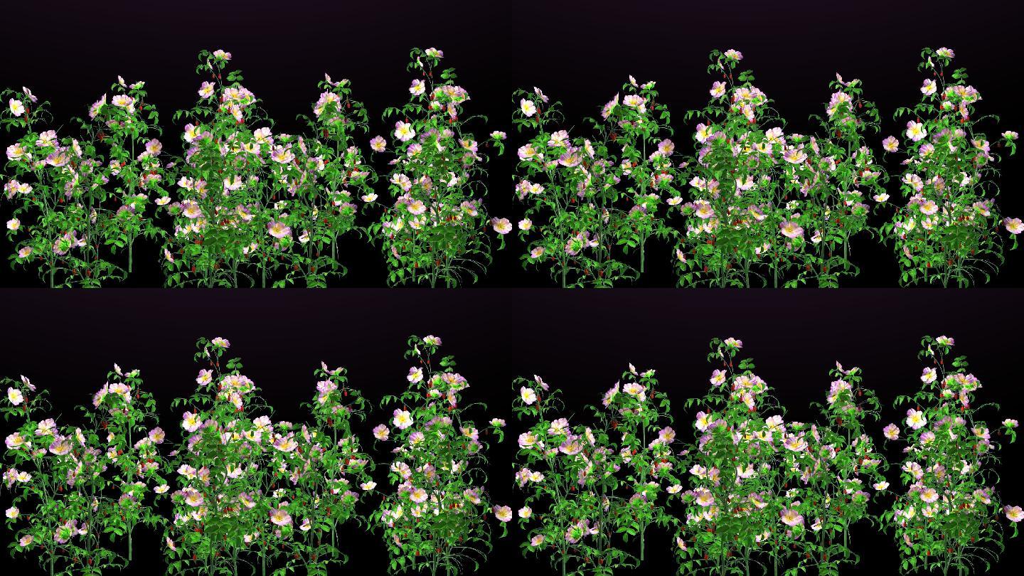 犬蔷薇 2560x1440 高清视频素材下载 编号 影视包装 Vj师网www Vjshi Com
