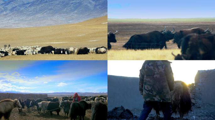 青藏高原羊群牦牛
