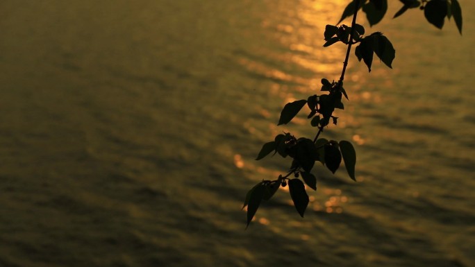 汤逊湖夕阳湖边城市夕阳西下