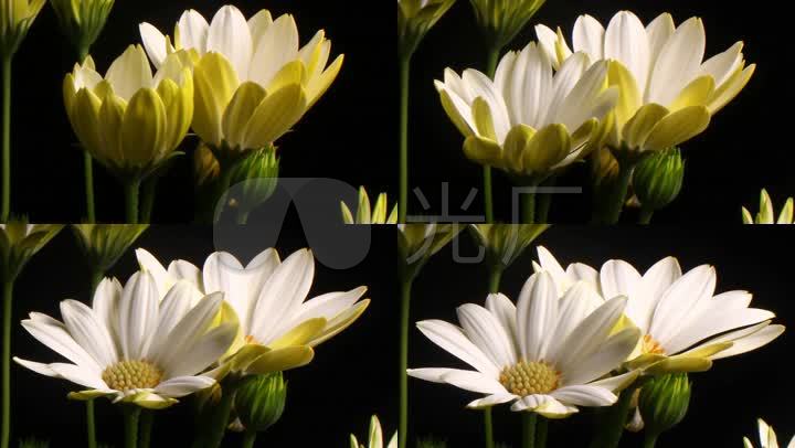 郁金香花开开花过程