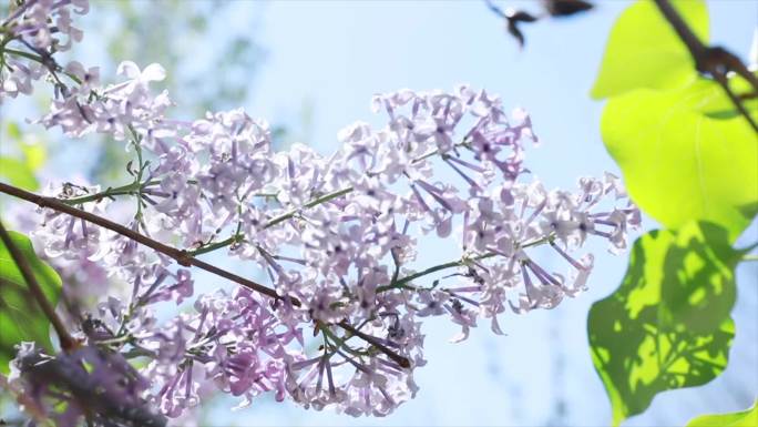 丁香花