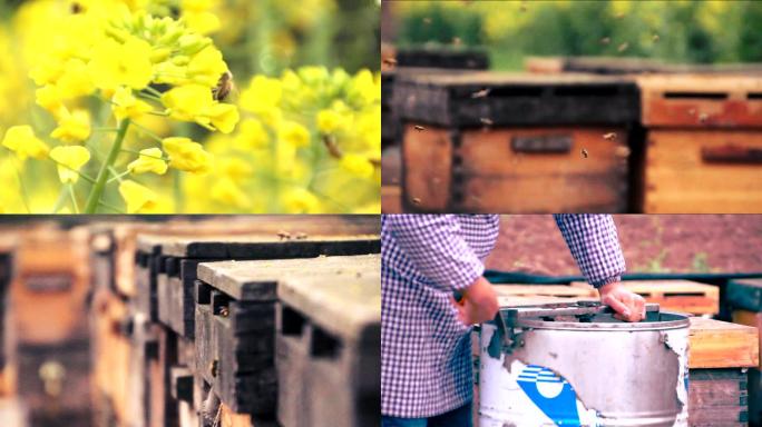 养蜂场油菜花蜜蜂拍摄蜂箱齐全采蜜取蜜