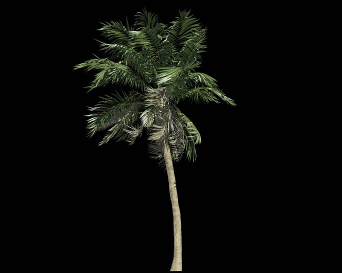 树木摇曳动画带通道--海南椰子树
