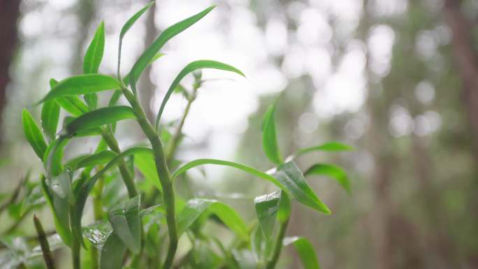 人工天然石斛种植基地福建安徽台湾云南视频