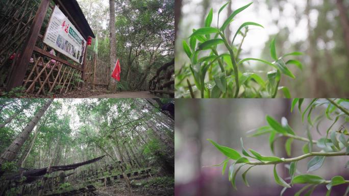 人工天然石斛种植基地福建安徽台湾云南视频