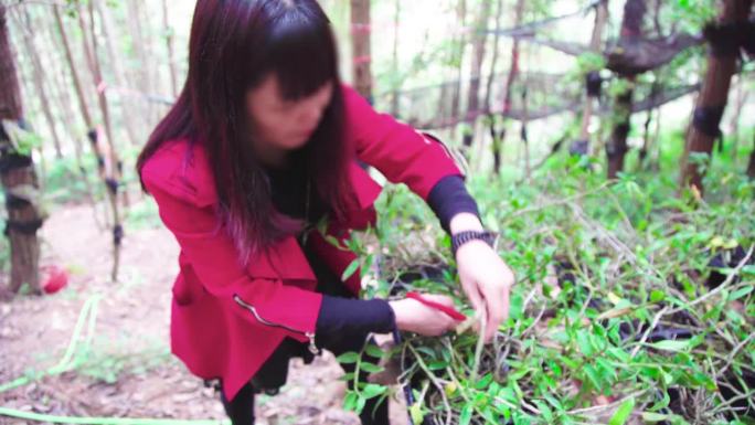 人工天然石斛种植基地女采摘员采摘石斛