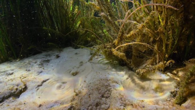 河沟里的水草和喷泉