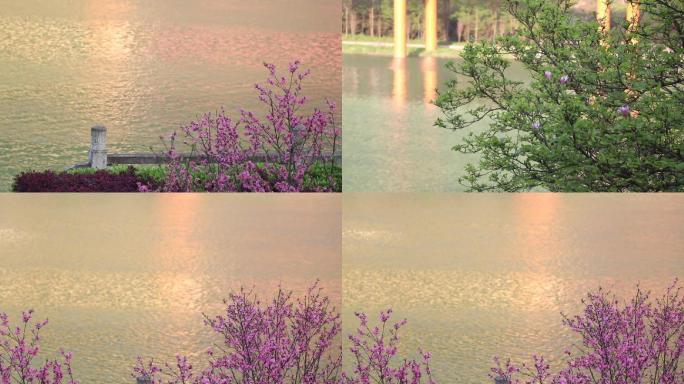 夕阳湖畔桃花