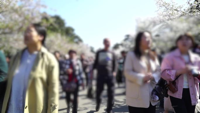 节假日青岛中山公园游客人流人群景区人流