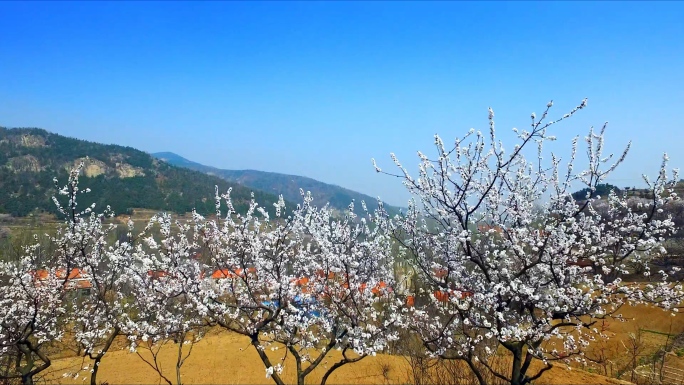 航拍原生态山村早春清明时节踏清郊游