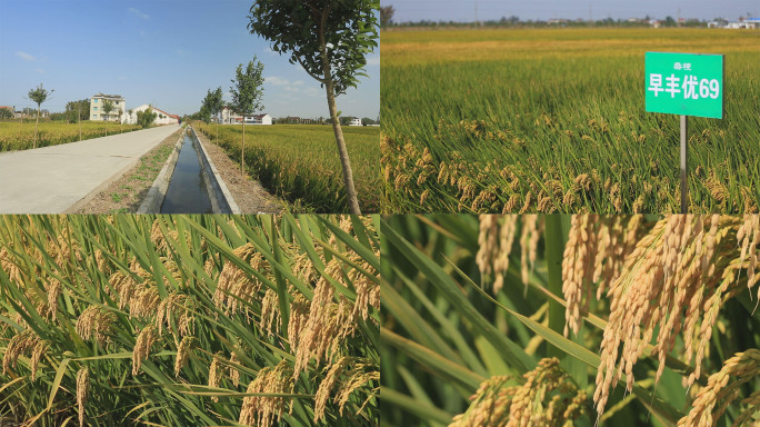 农业综合开发高标准农田