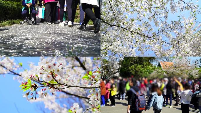 春天公园游人落花踏青踏春人群