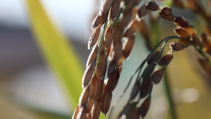 水稻农业素材稻穗