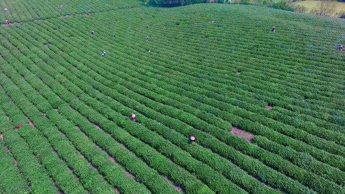 茶叶茶艺茶道茶山