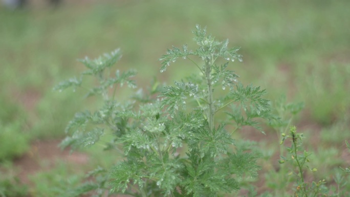 牧草草原下雨雨后黄花野花02