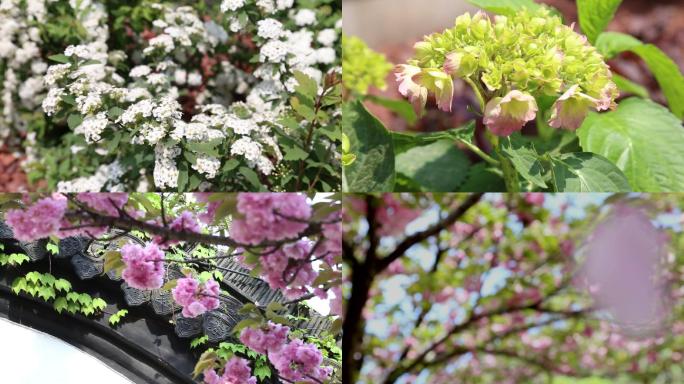 紫阳花绣线菊海棠落花唯美浪漫空镜头