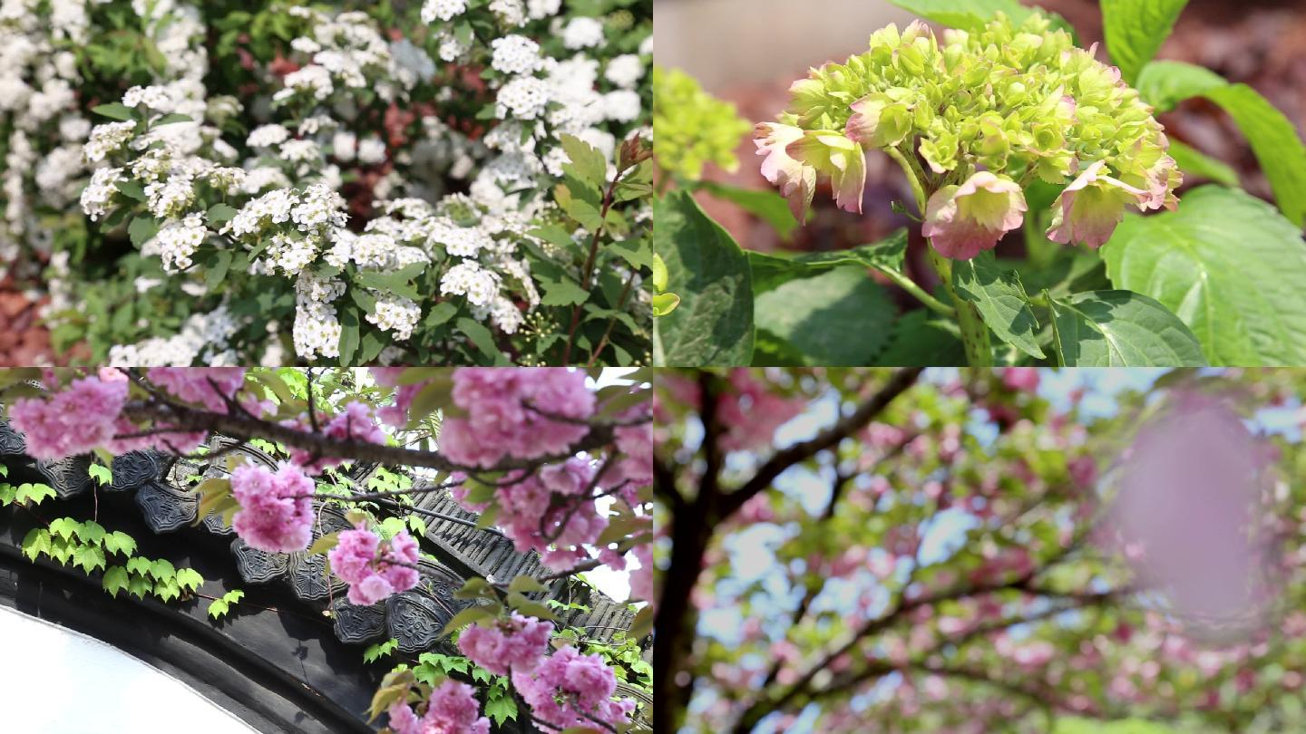 紫阳花绣线菊海棠落花唯美浪漫空镜头