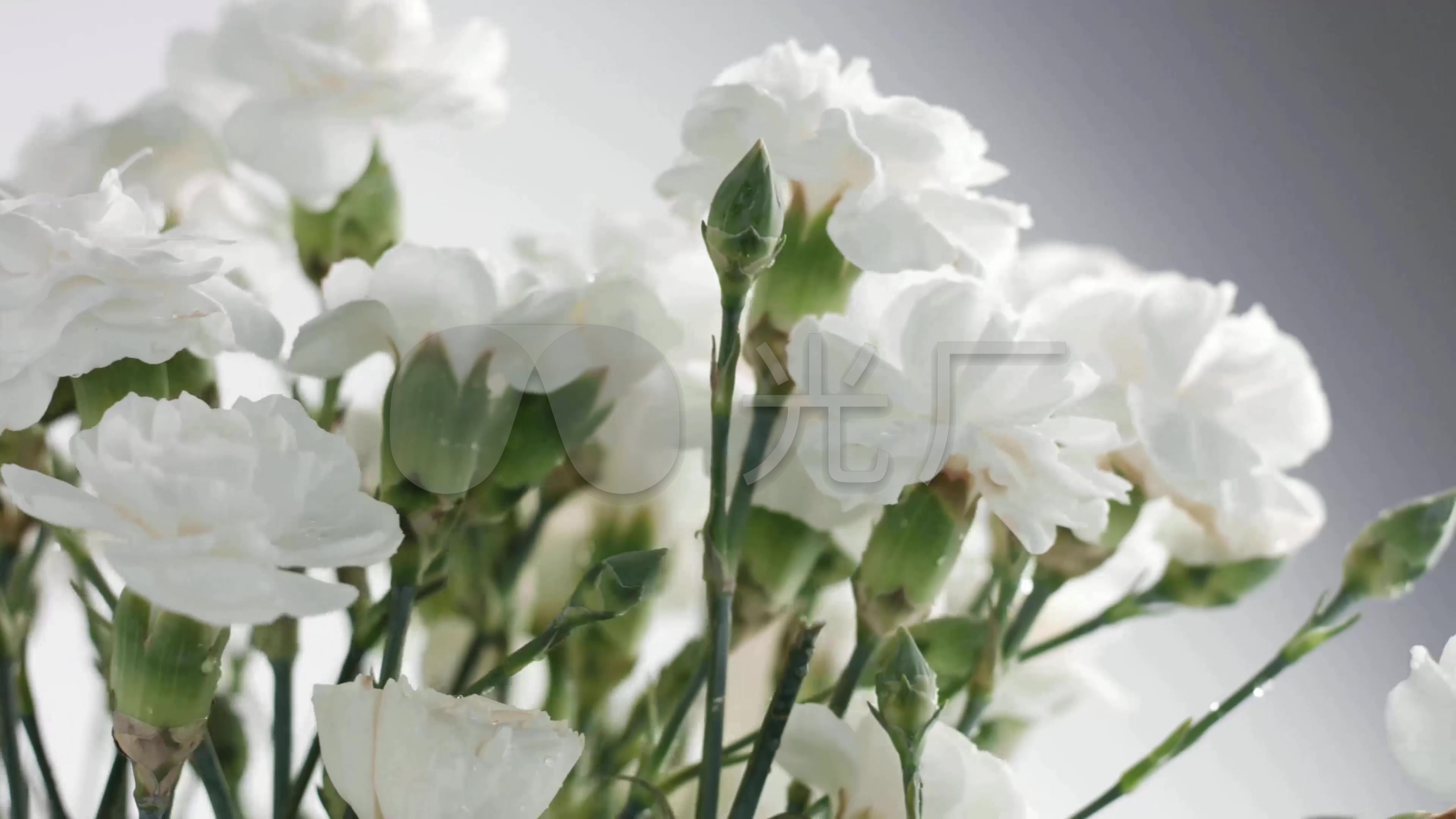 4k母亲节白色康乃馨花卉摄影特写镜头_6下载(编号:3452842)_实拍视频