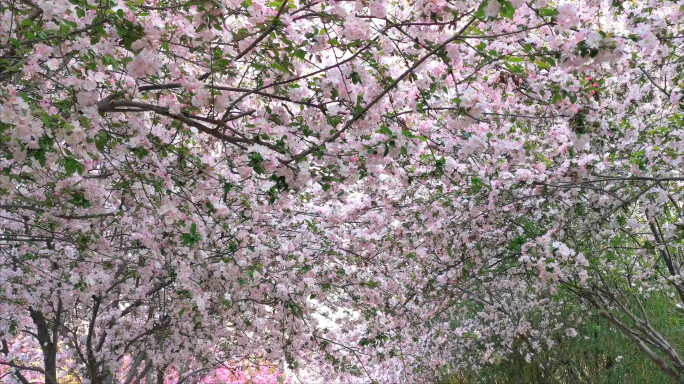 4K海棠花樱花大道茂盛的海棠花花海