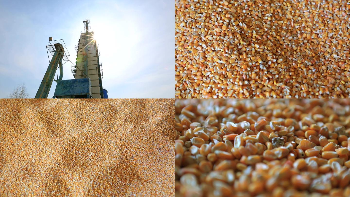 玉米、苞米、粮食、粮仓、存粮