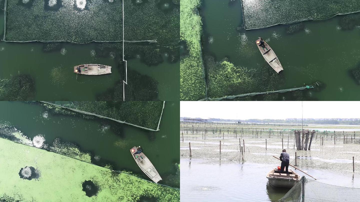 阳澄湖大闸蟹喂食