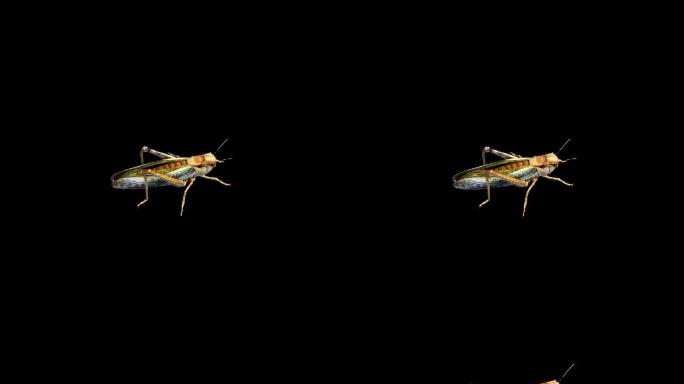 一只蝗虫跳跃（带透明通道、无缝循环）