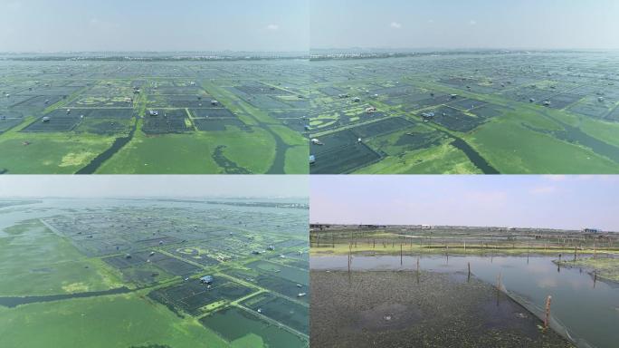 阳澄湖大闸蟹养殖基地