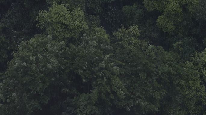 4k实拍森林夏季雨季大暴雨下雨天、可商用