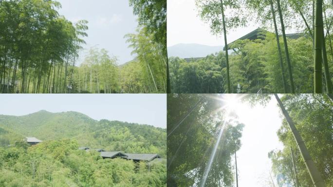 竹林风起美景自然