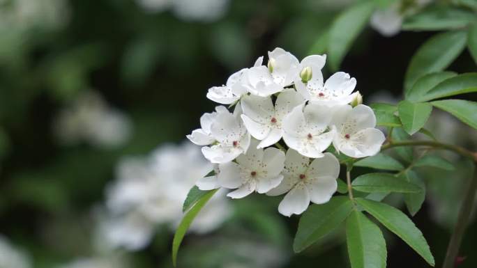 木香花、茉香花