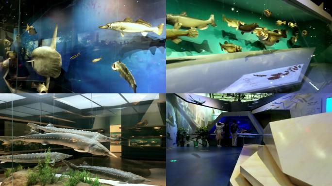 4K参观自然科学博物馆-鱼类