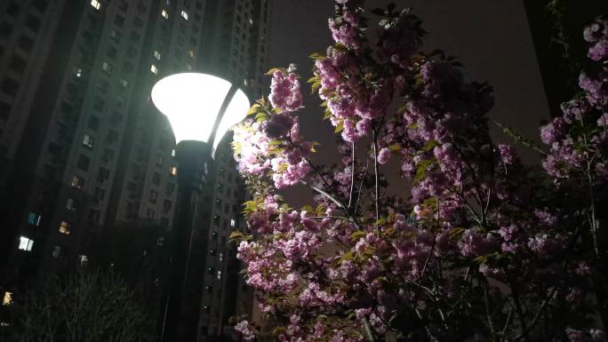 社区路灯灯光下的樱花
