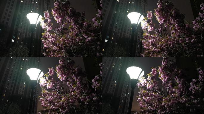 社区路灯灯光下的樱花