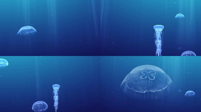 梦幻海洋水母游动上升宽屏视频
