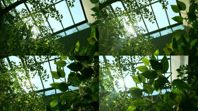 4K玻璃顶棚阳光透过树叶