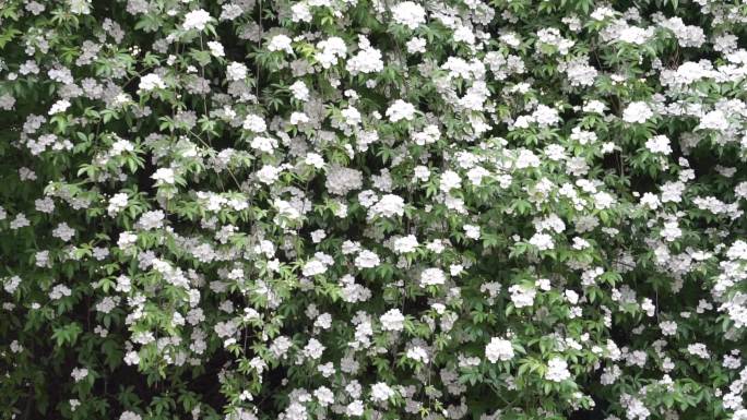 木香花、茉香花