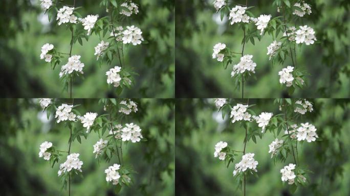 浪漫、清新、唯美木香花、茉香花