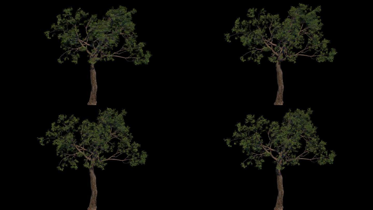 C4D工程----风中摇曳的大树